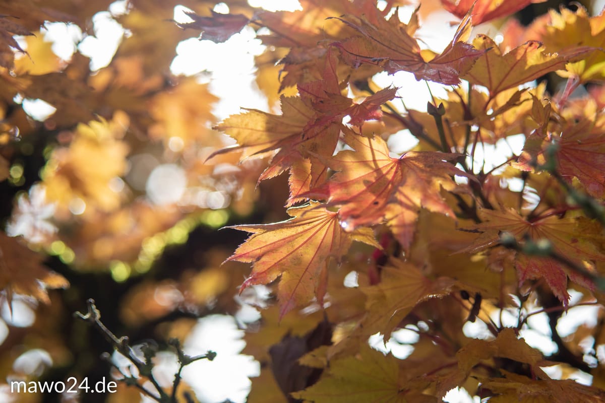 Herbst