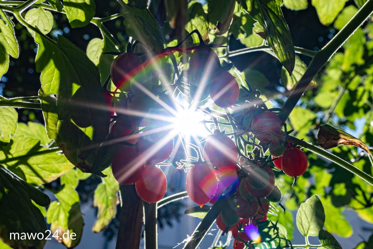 Die Sonne einsammeln