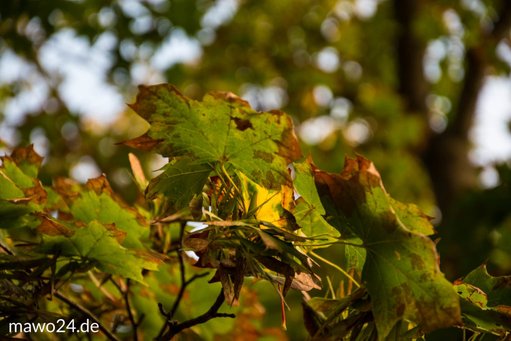 Ein herbstlicher Blick nach oben