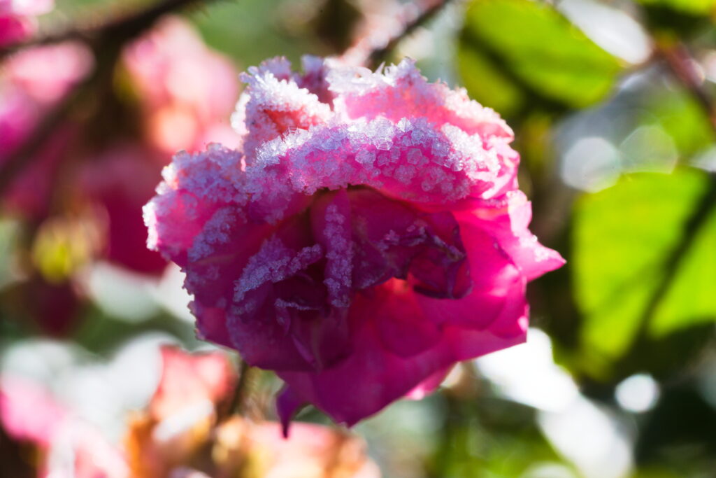 Frozen Rose