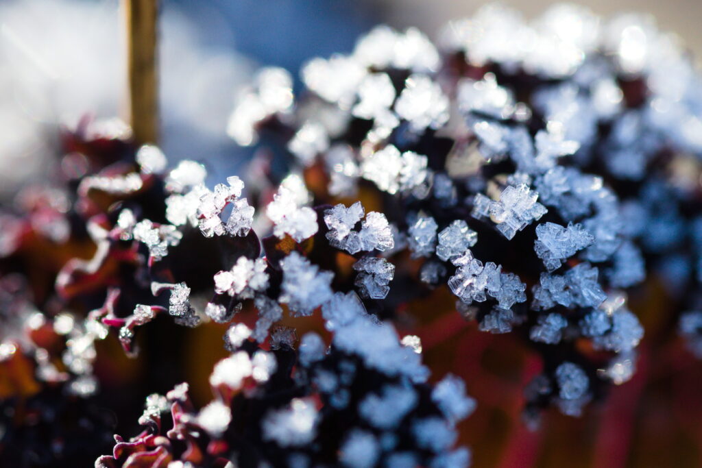 Einzelne eckige Eiskristalle auf einer Pflanze im direkten Sonnenlicht